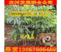 糯米糍荔枝苗產品信息