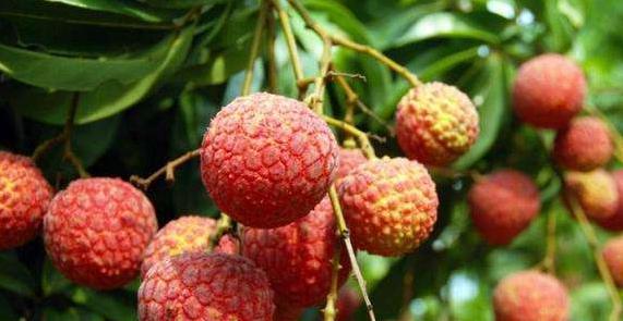 天下荔枝出中國 四個省份的荔枝最好吃,看看有沒有你家鄉(xiāng)