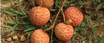 從化的水果特產(chǎn)是什么