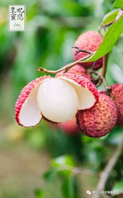 非轉基因多吃不上火,個大汁多無核荔枝