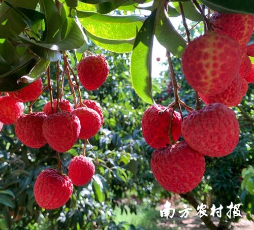 汕尾鳳山紅燈籠等優(yōu)質荔枝 接棒 銷售