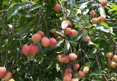 無核荔枝成了海南農民的搖錢樹,售價最高達到每公斤98元