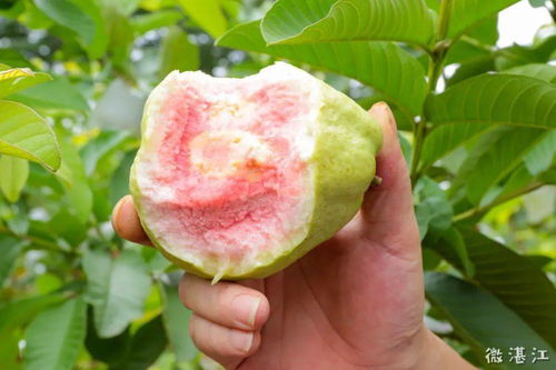 開在市區(qū)的 龍井山莊 果園開放啦 10元入園任摘任吃還有水果送