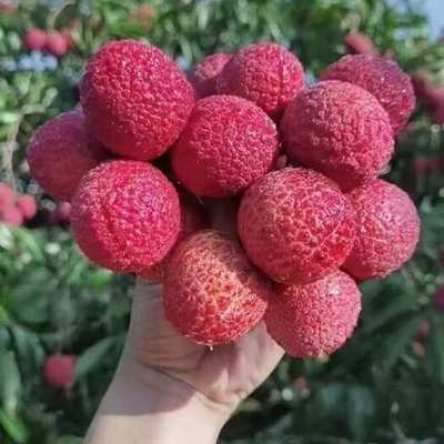 海南荔枝王海南荔枝王供應(yīng)_海南荔枝王價格