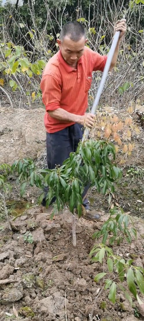 無(wú)核荔枝與楊梅果苗種植指南 從兩公分幼苗到豐收果園