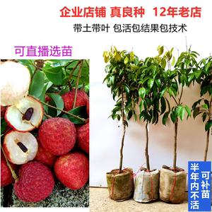 無核荔枝樹苗的培育與無核荔枝的獨(dú)特優(yōu)勢