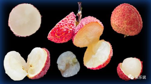 無核荔枝 新時(shí)代的荔枝珍品