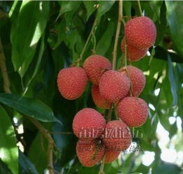 荔城荔枝特產(chǎn)價(jià)格與無核荔枝特點(diǎn)