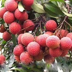 玉林無核荔枝苗 現(xiàn)代農(nóng)業(yè)的香甜革命