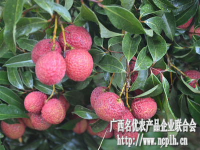 無核荔枝迎豐收，廣西名優(yōu)農(nóng)產(chǎn)品企業(yè)聯(lián)合會赴靈山專題調(diào)研