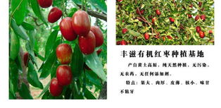 品味山西 豐滋無核八寶棗與無核荔枝的甜蜜邂逅