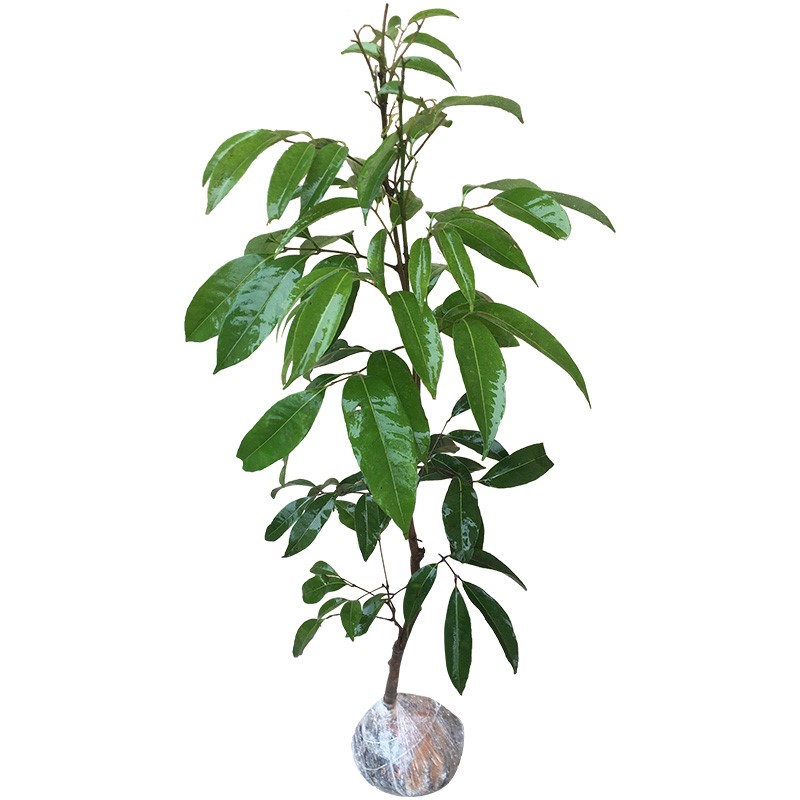 無核荔枝苗 妃子笑、糯米糍、桂味南北方種植指南與當年結果潛力