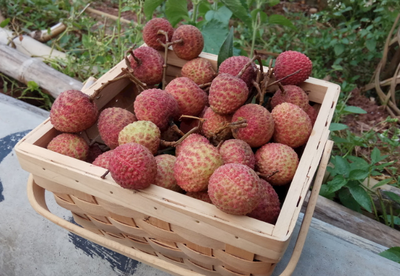 中國五省荔枝香，無核新寵領風騷