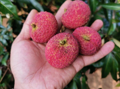 荔枝新貴對決 仙進奉、井崗紅糯與無核荔枝，誰是王者？